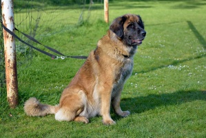 20160502195208-6a1dea8d-cu_s9999x200