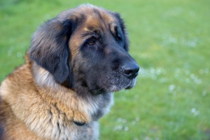 20160502195213-d158bcda-cu_s9999x200