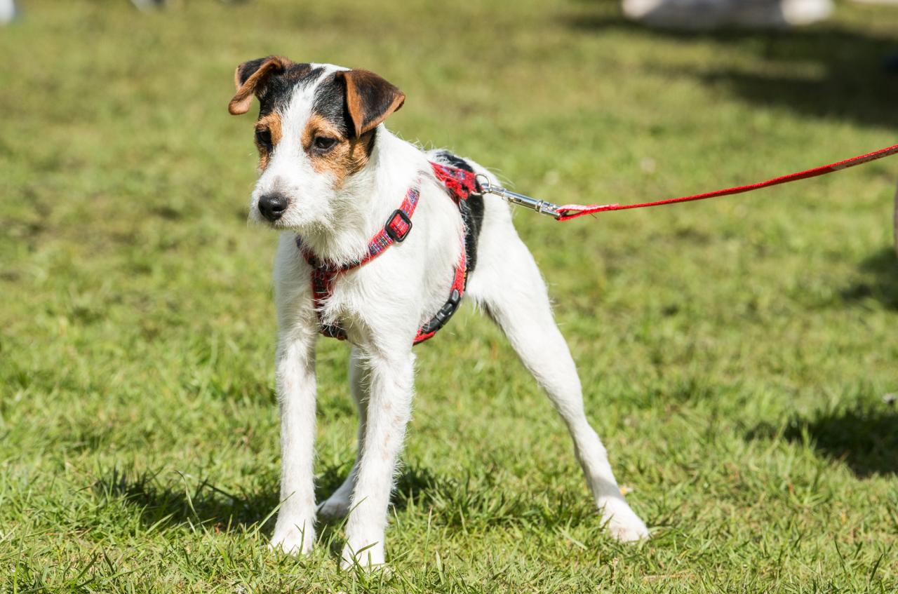 20161704_Jean_Pierre_Linossier-67