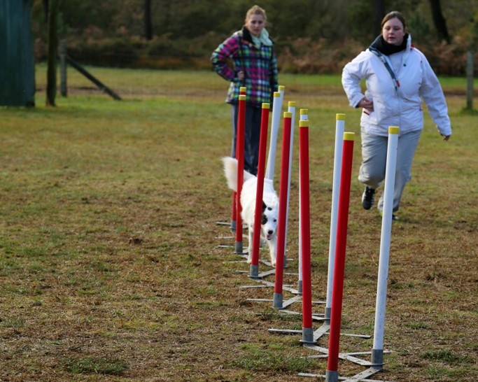 Agility débutants (11)