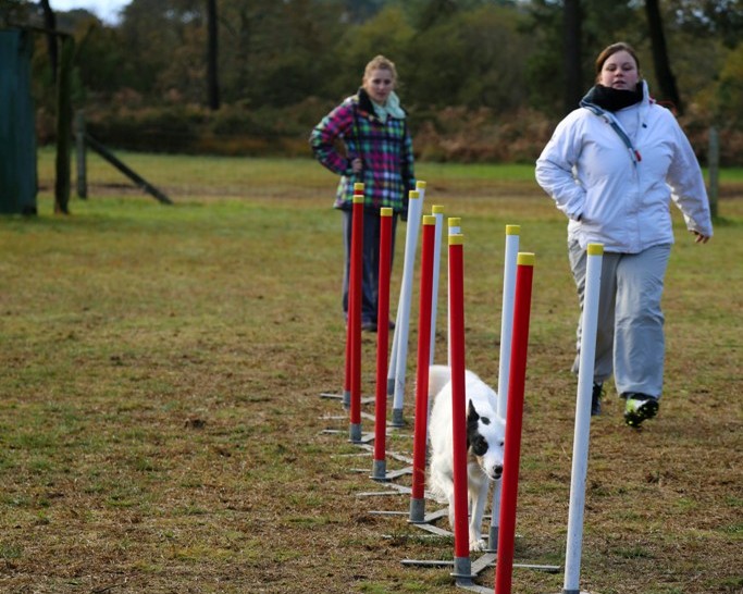 Agility débutants (12)
