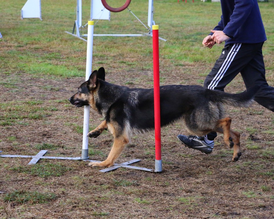Agility débutants (17)