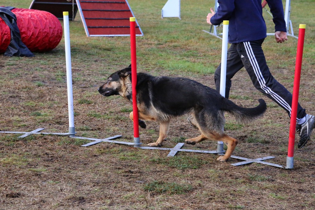 Agility débutants (18)
