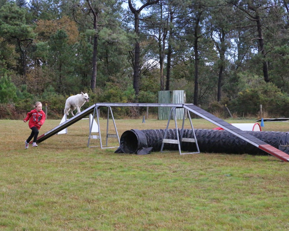Agility débutants (21)