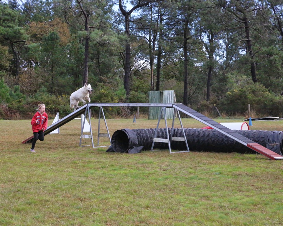 Agility débutants (22)