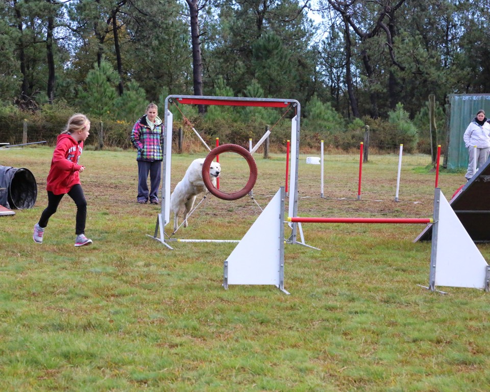 Agility débutants (25)