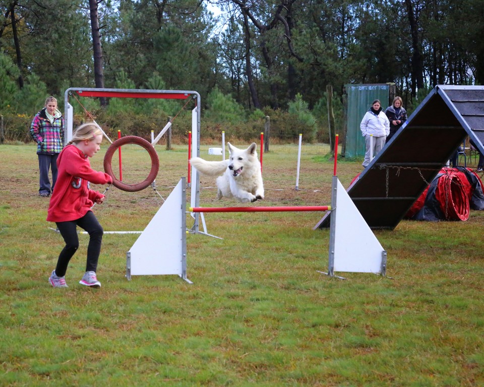 Agility débutants (28)