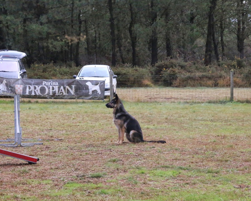 Agility débutants (34)