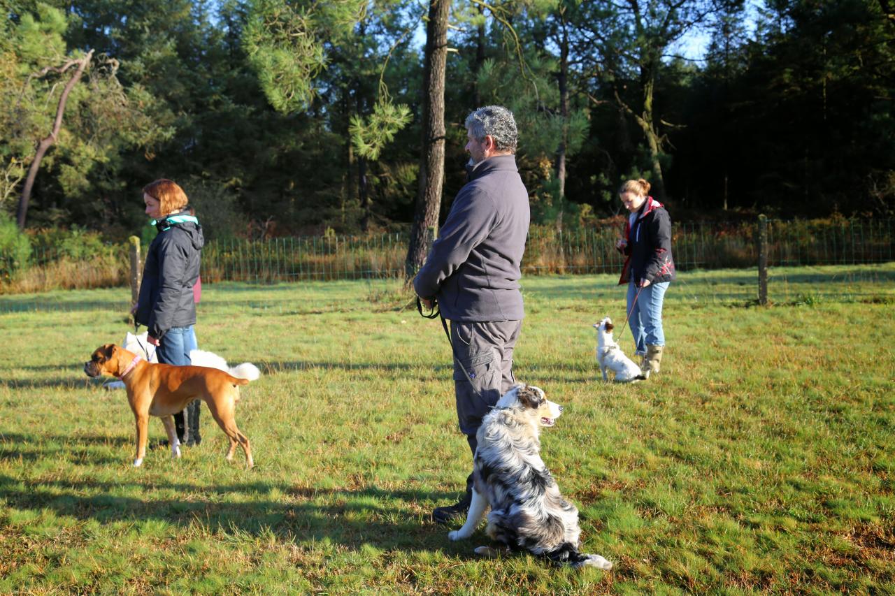 éducation canine (10)