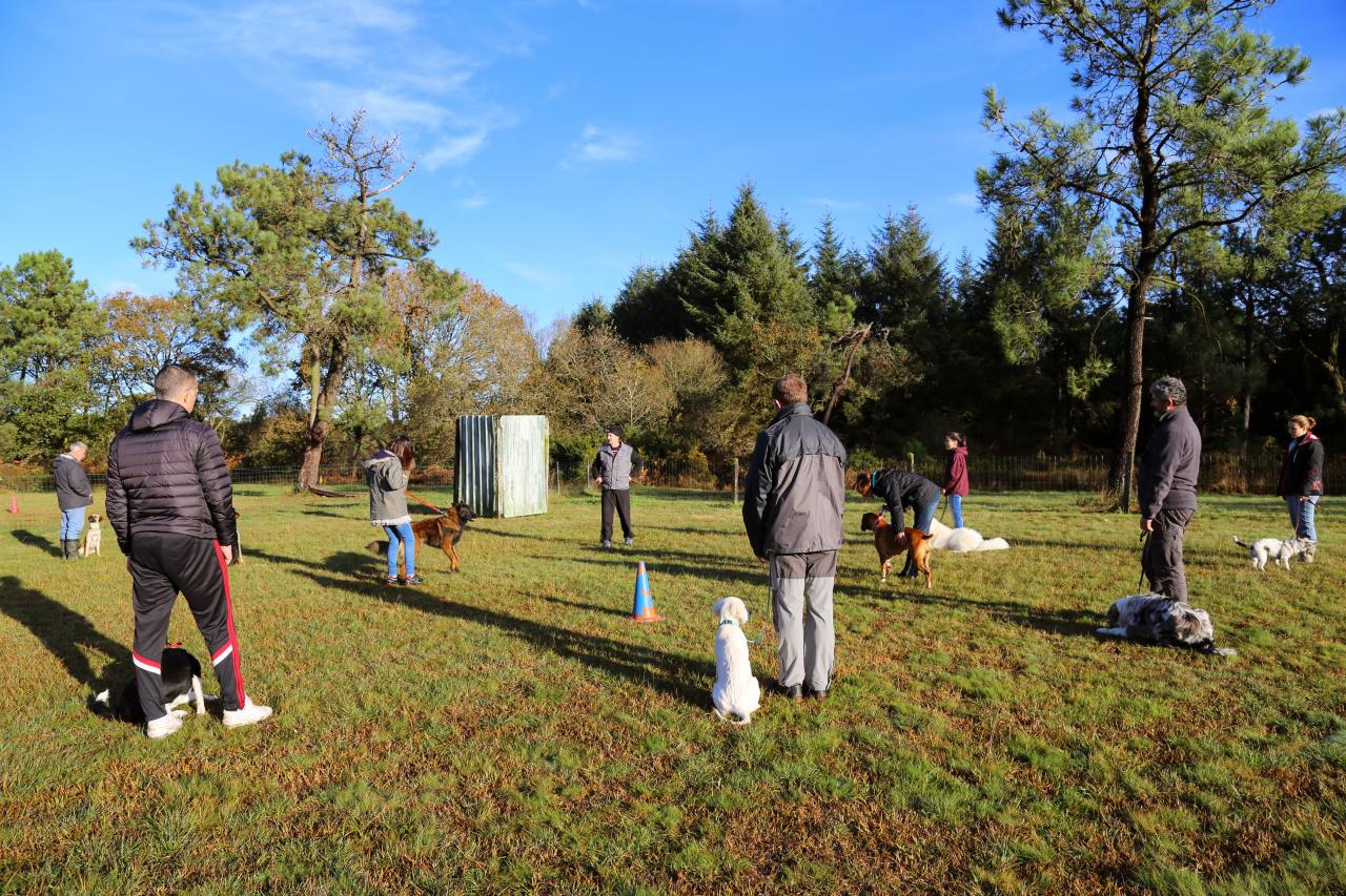 éducation canine (11)