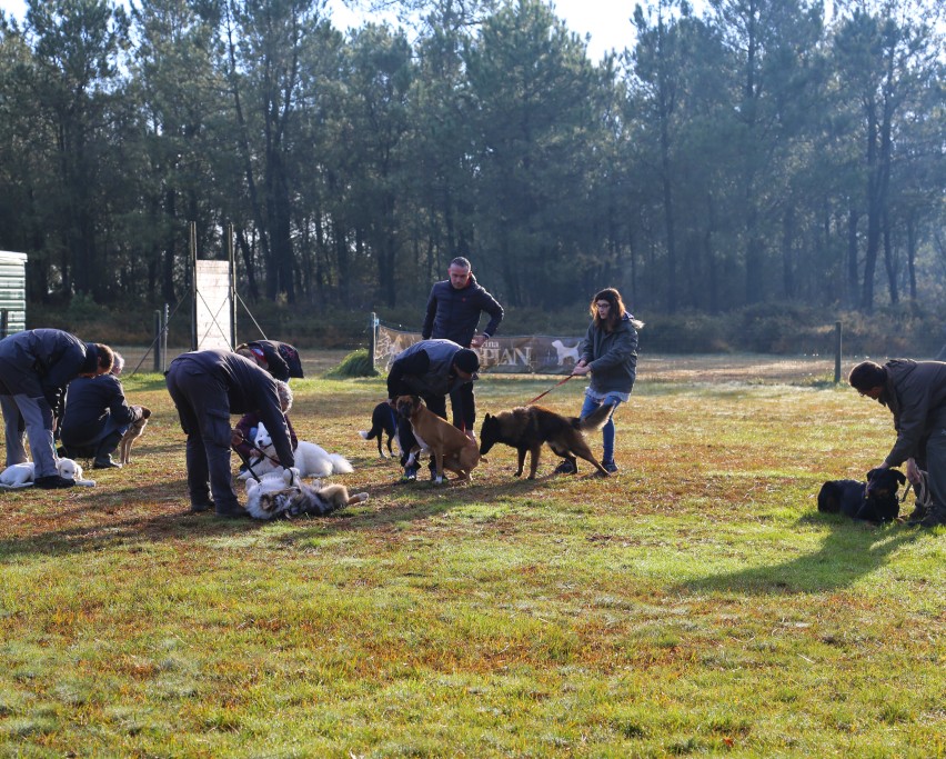 éducation canine (15)