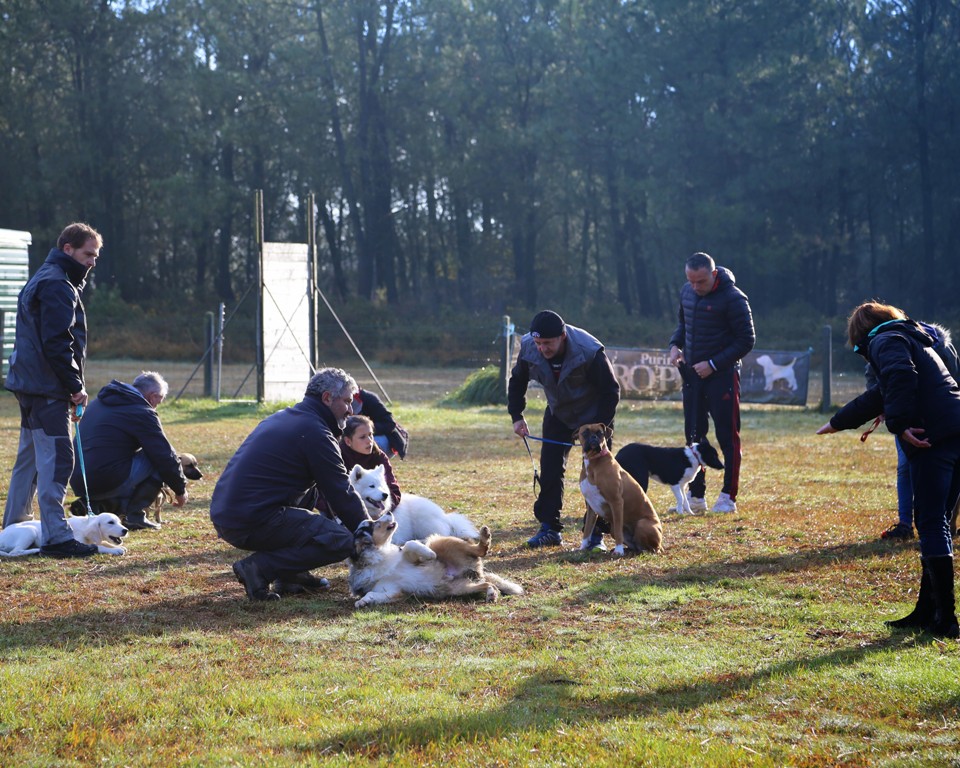 éducation canine (16)