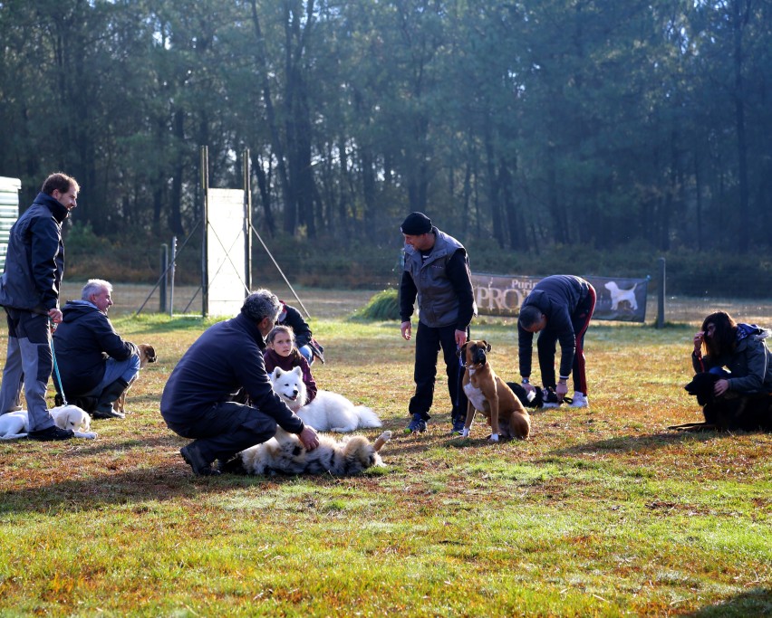 éducation canine (17)