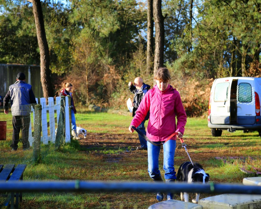 éducation canine (3)