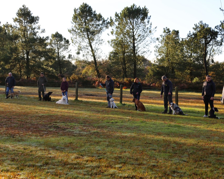 éducation canine (4)