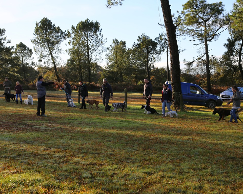 éducation canine (5)