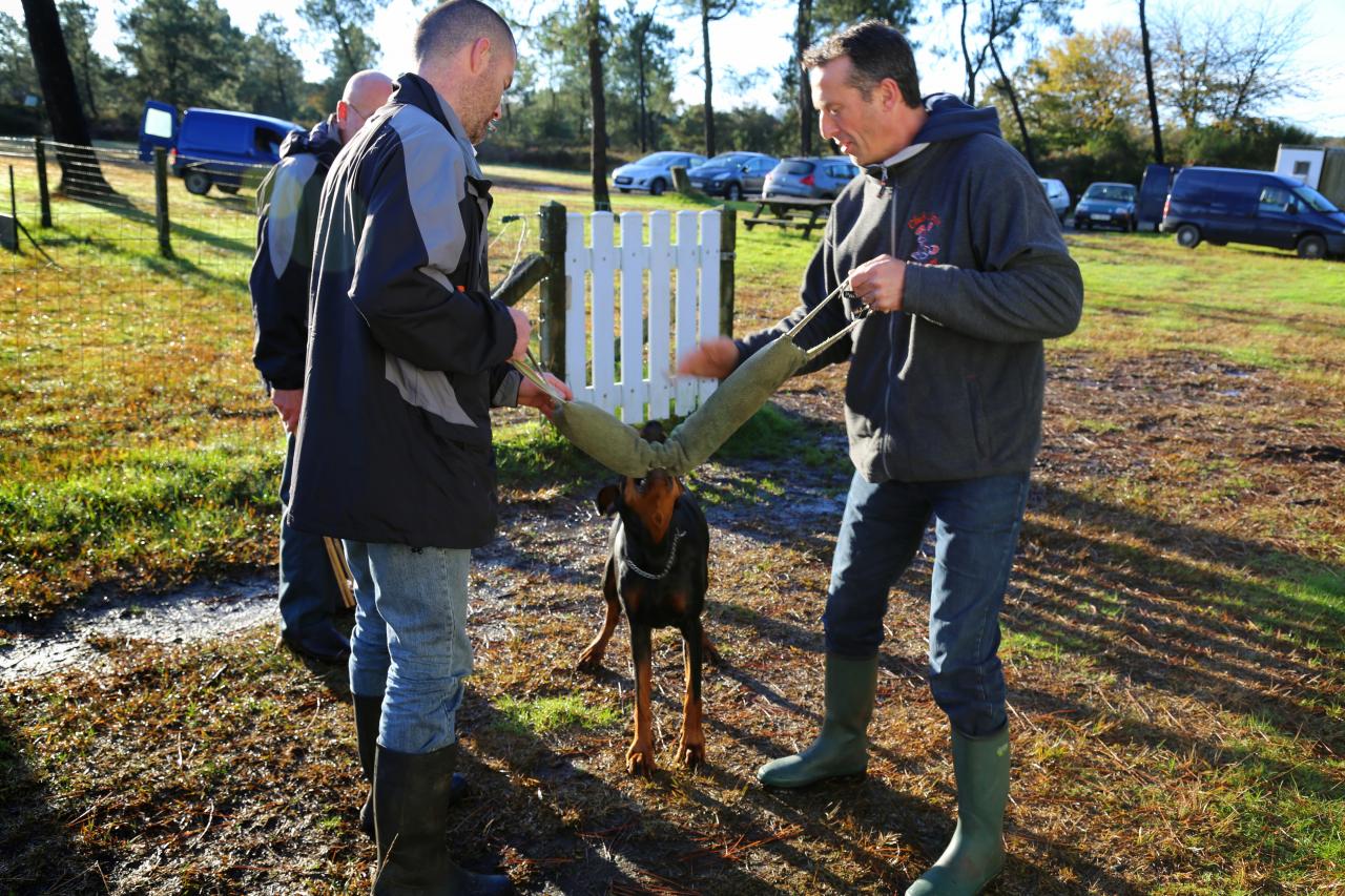 éducation canine (6)