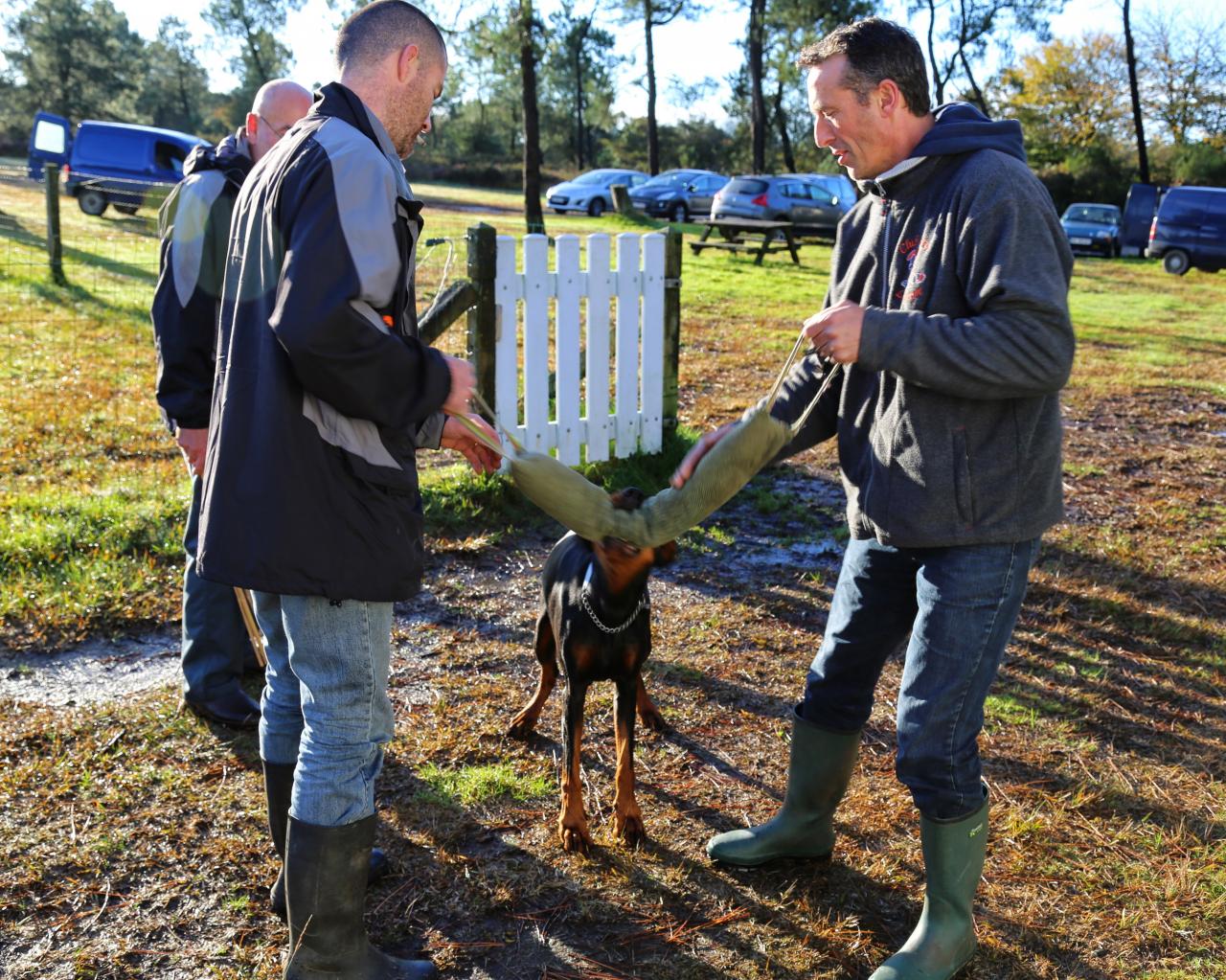 éducation canine (7)