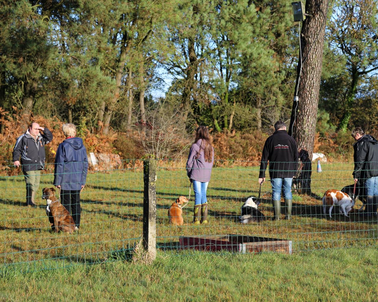 éducation canine (9)